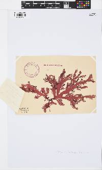 Calliblepharis fimbriata image