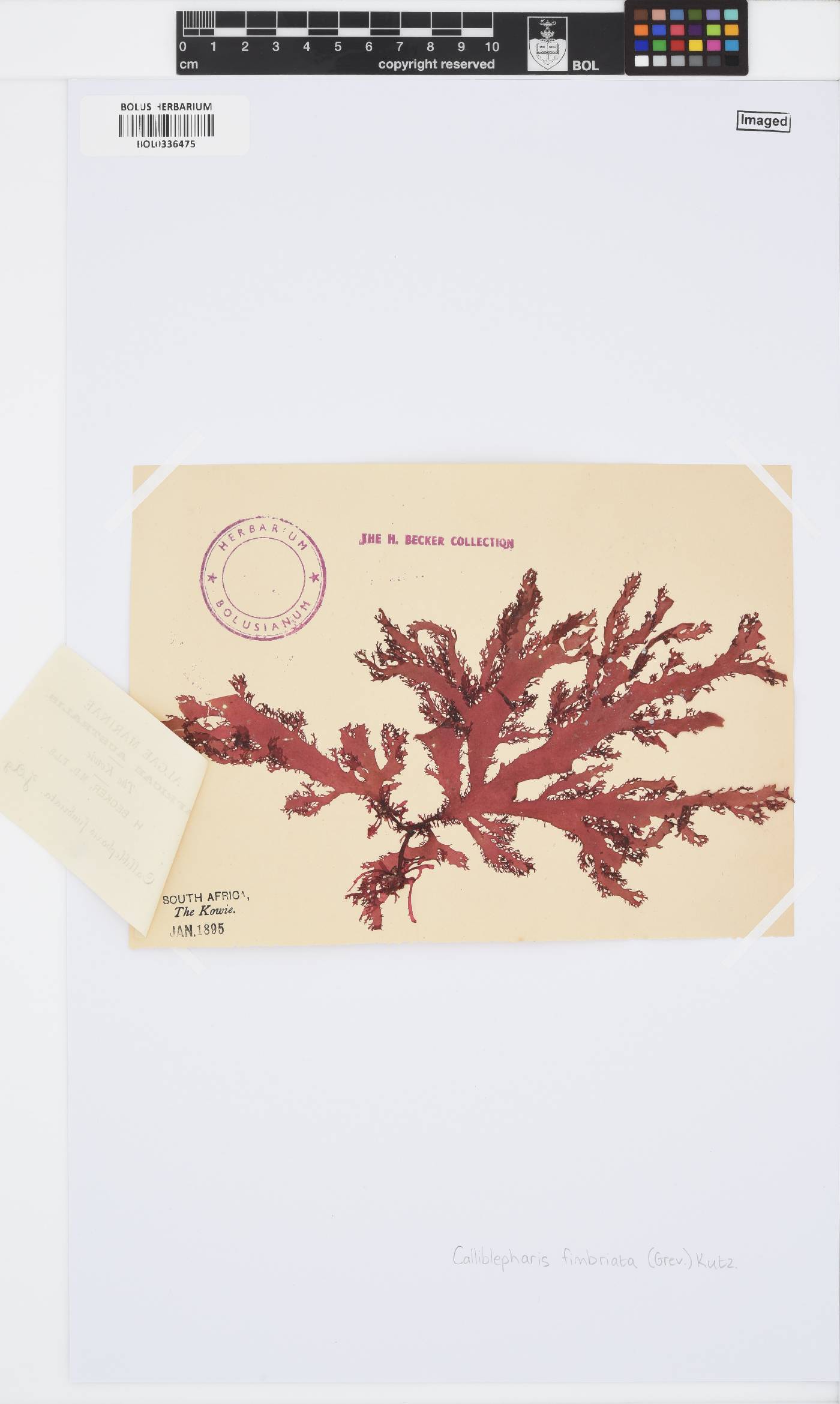 Calliblepharis fimbriata image