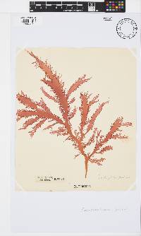 Calliblepharis fimbriata image