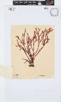 Gracilaria beckeri image