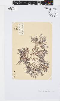Spyridia cupressina image
