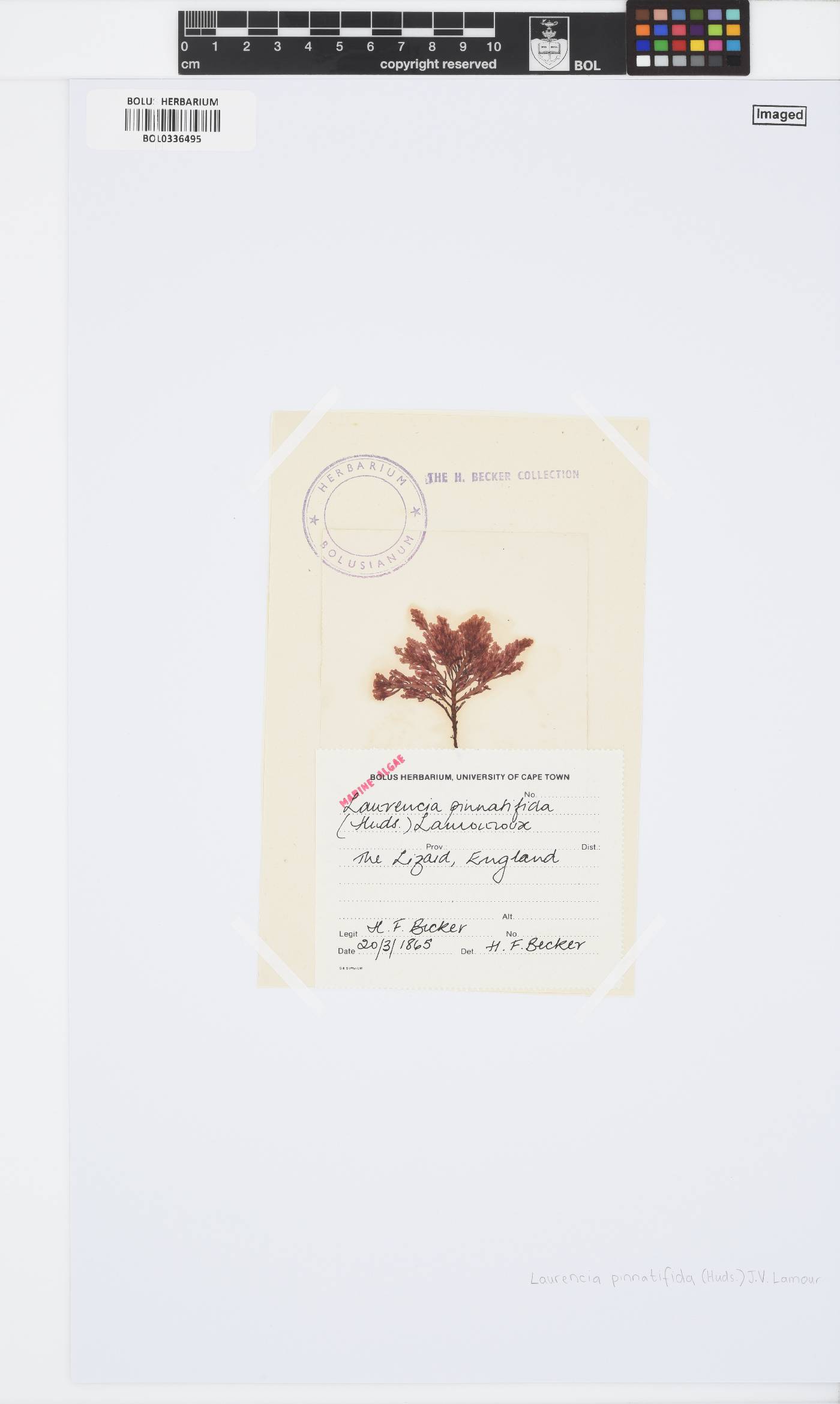 Osmundea image
