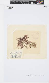 Pterocladiella capillacea image