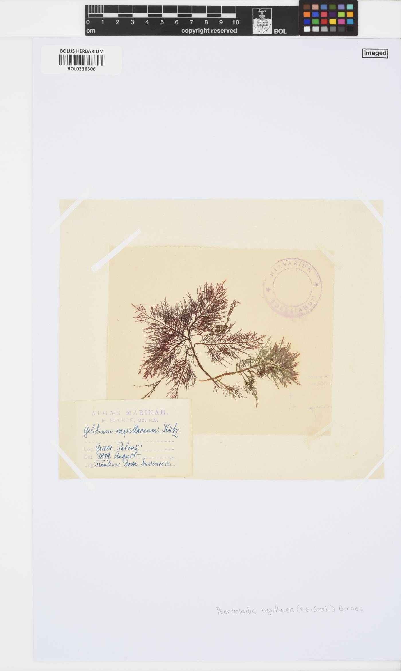 Pterocladiaceae image