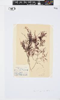 Pterocladiella capillacea image