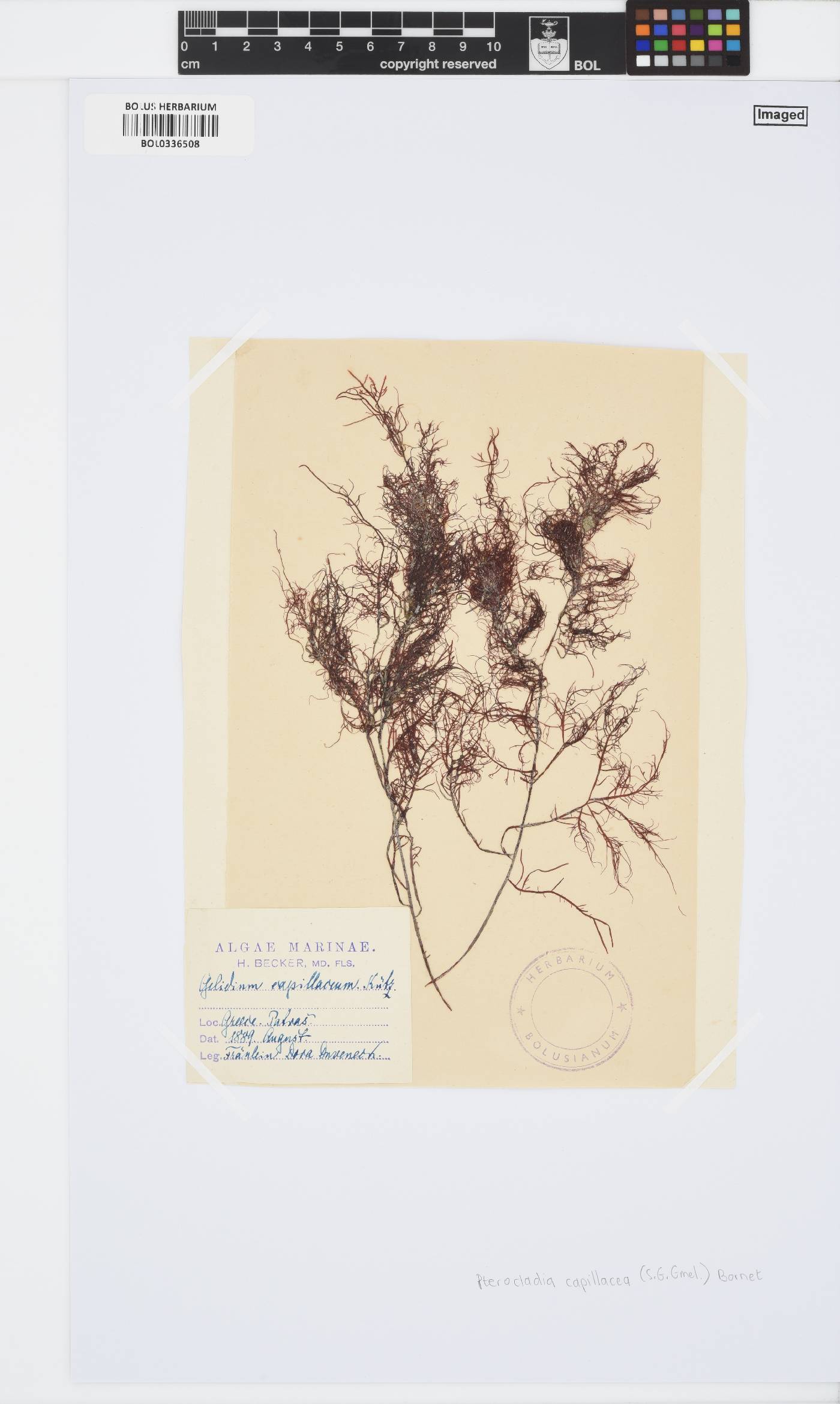 Pterocladiaceae image