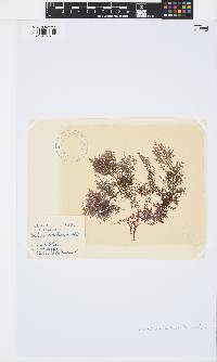Pterocladiella capillacea image