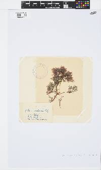 Pterocladiella capillacea image