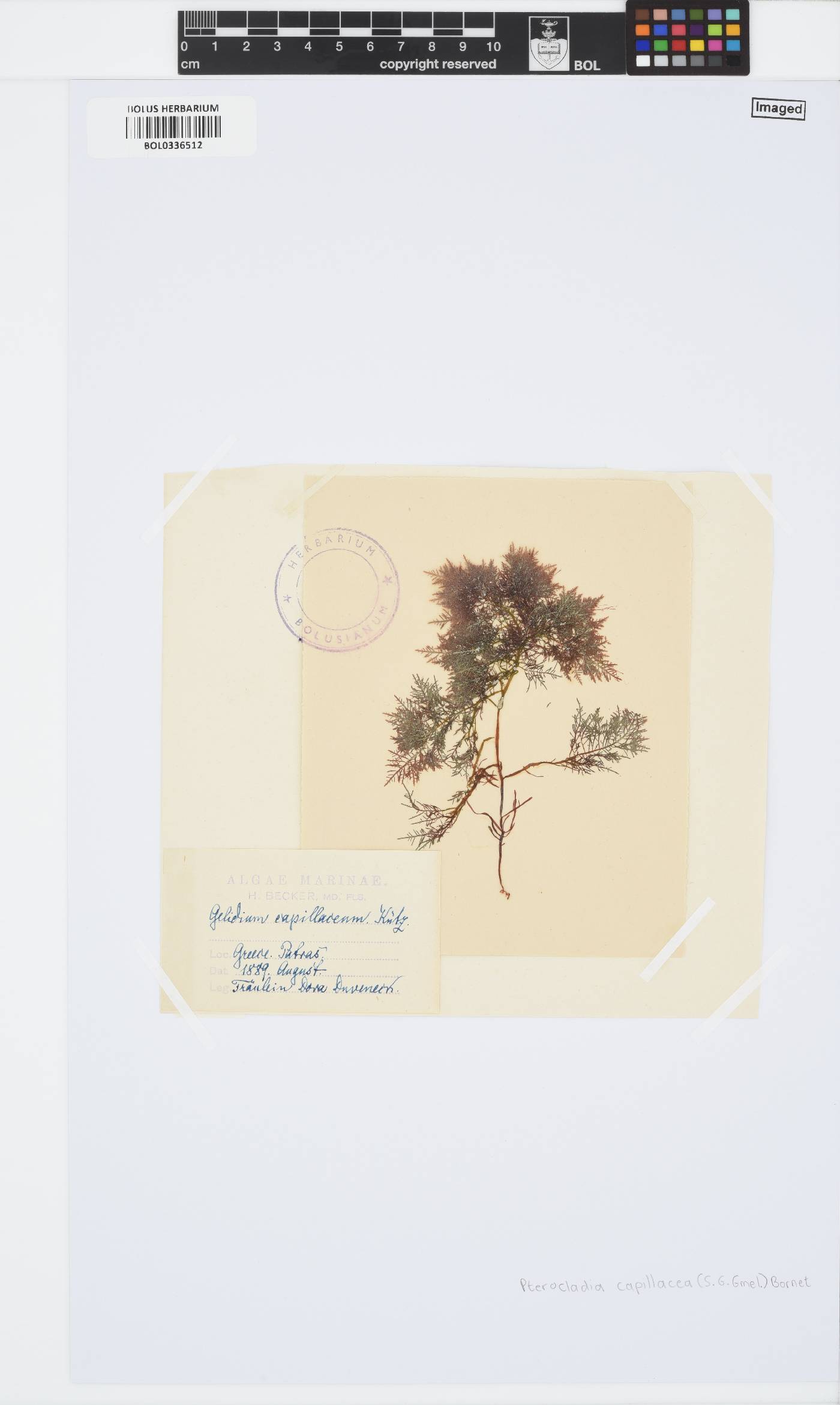 Pterocladiella capillacea image