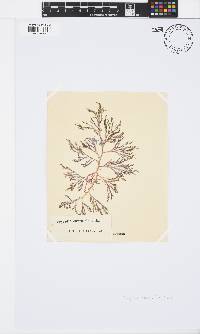 Spyridia cupressina image