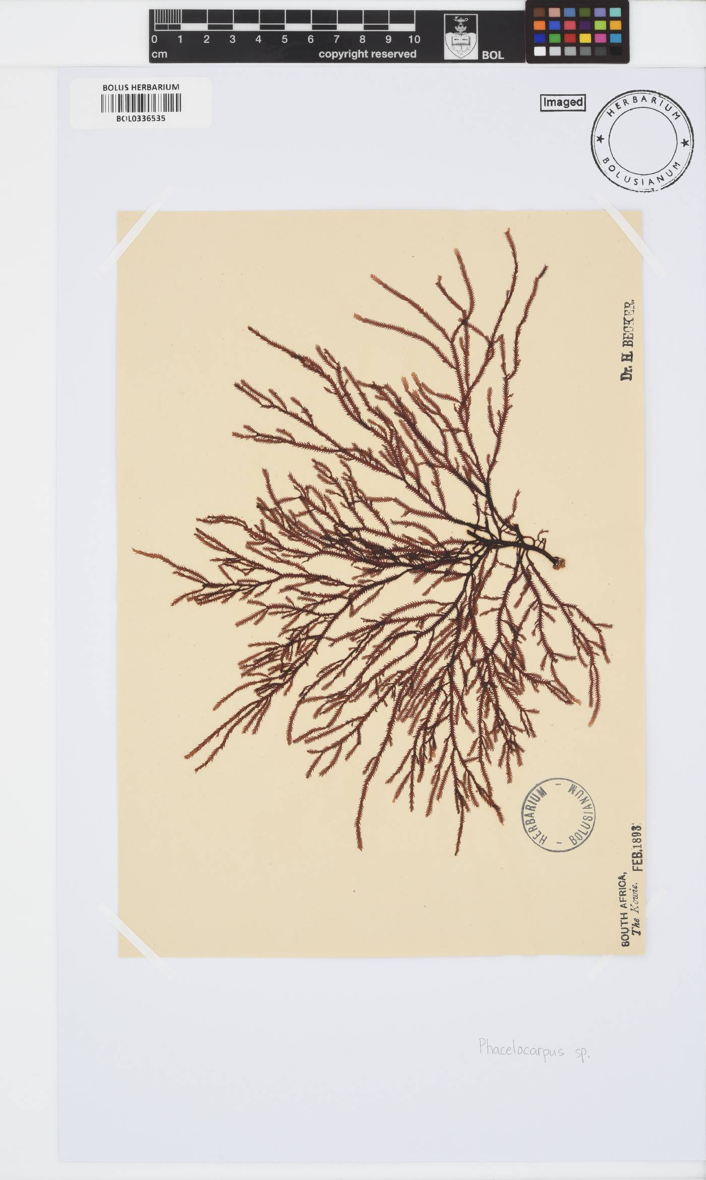 Phacelocarpus image