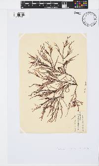 Phacelocarpus tortuosus image