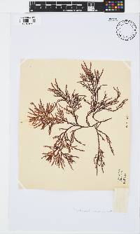 Phacelocarpus tortuosus image