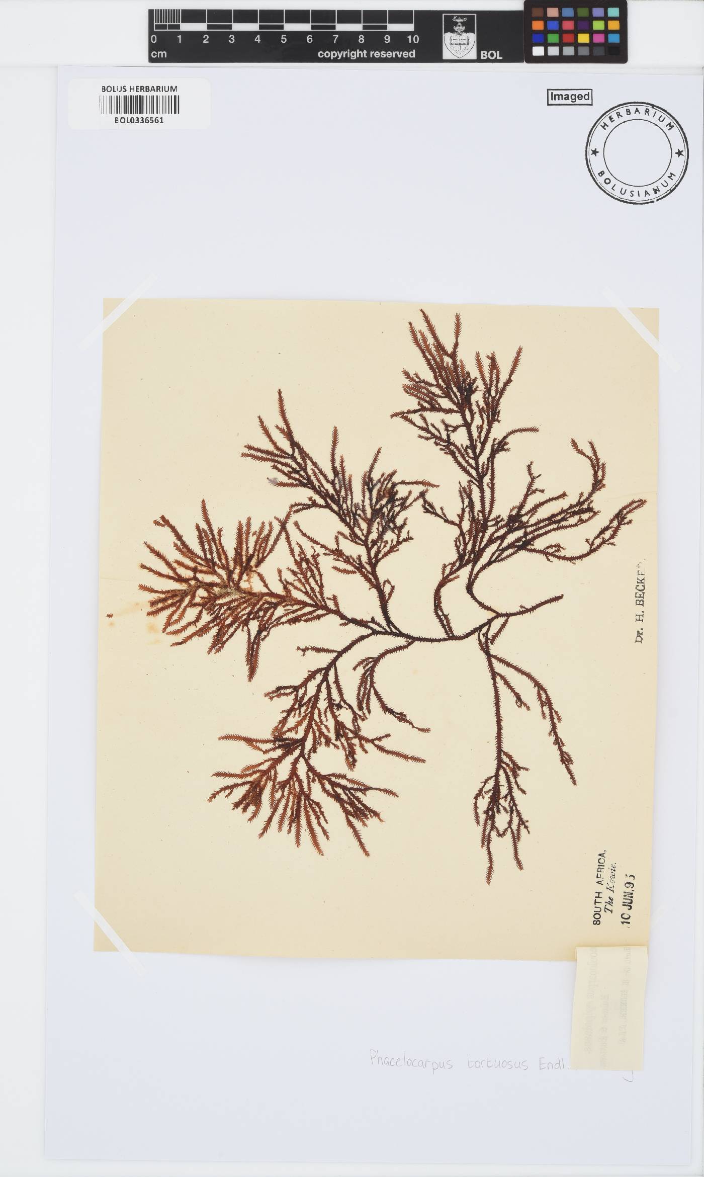 Phacelocarpus tortuosus image