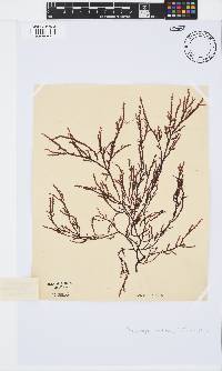 Phacelocarpus tortuosus image