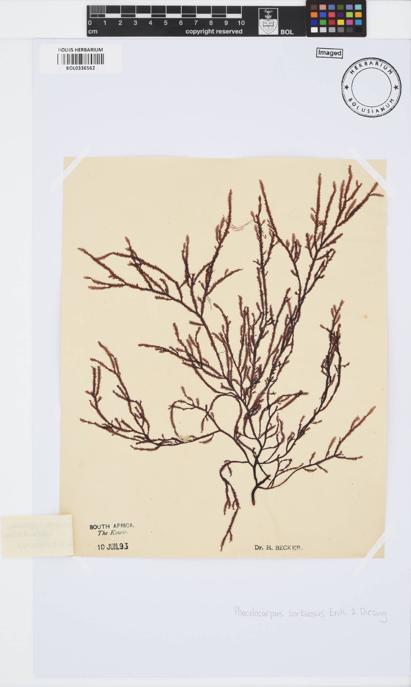 Phacelocarpaceae image