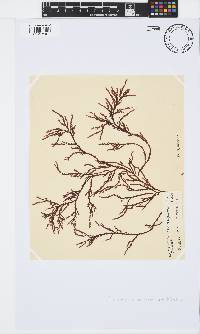 Phacelocarpus tortuosus image