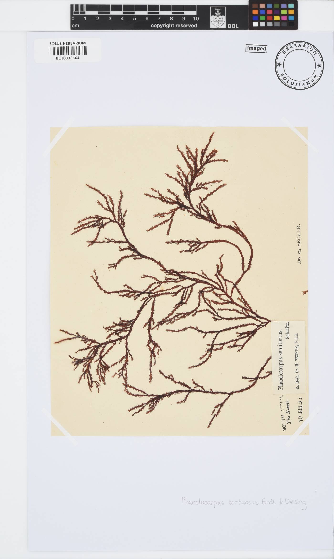 Phacelocarpus tortuosus image