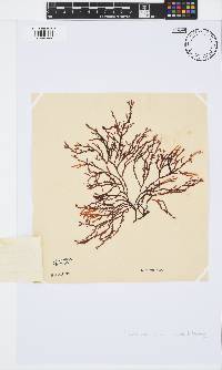 Phacelocarpus tortuosus image