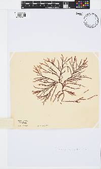Phacelocarpus tortuosus image