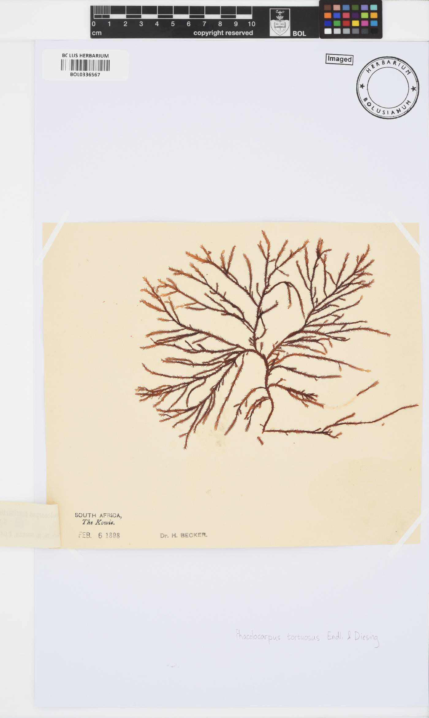 Phacelocarpus tortuosus image