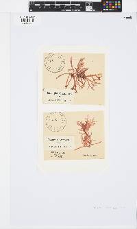 Champia compressa image