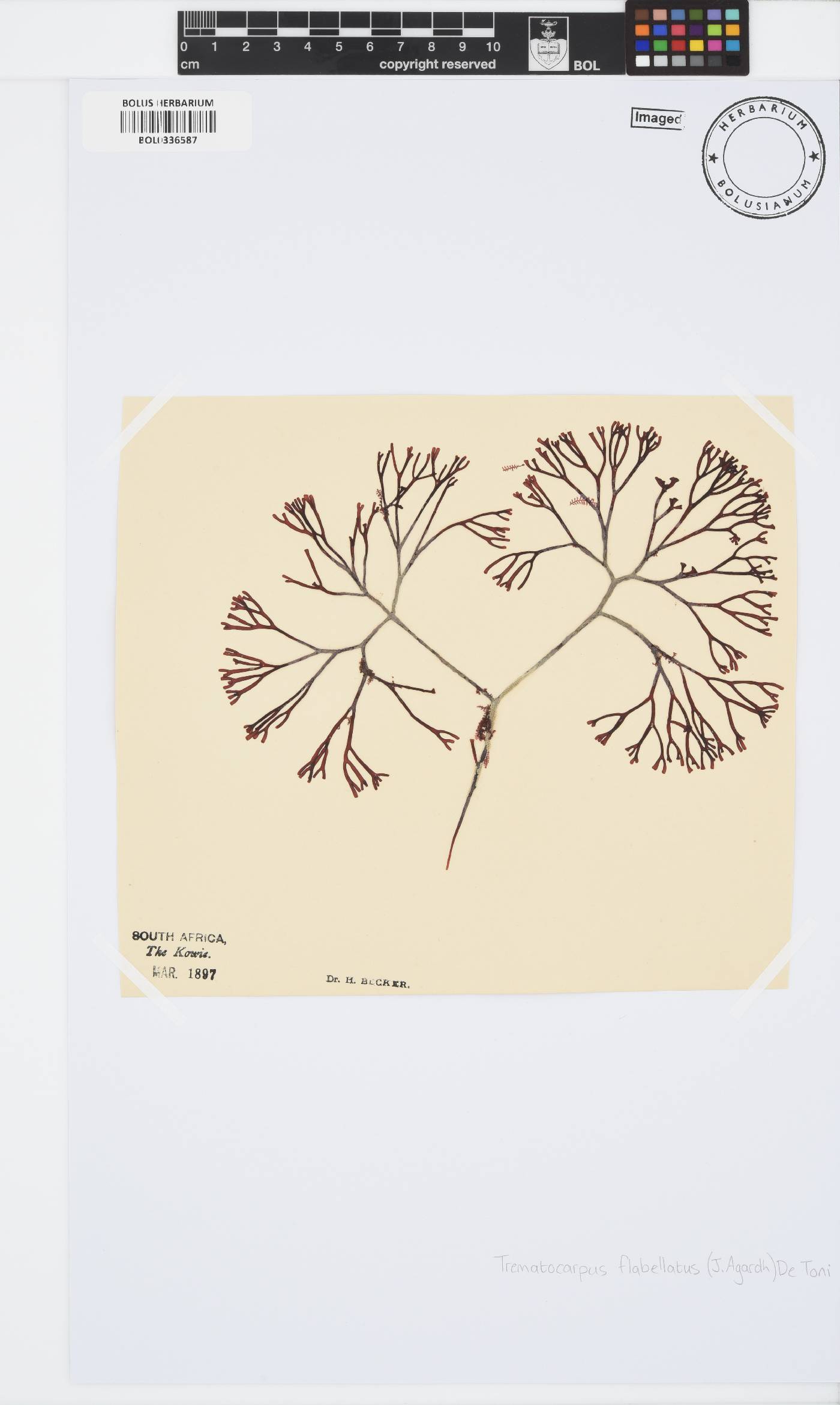 Sarcodiaceae image