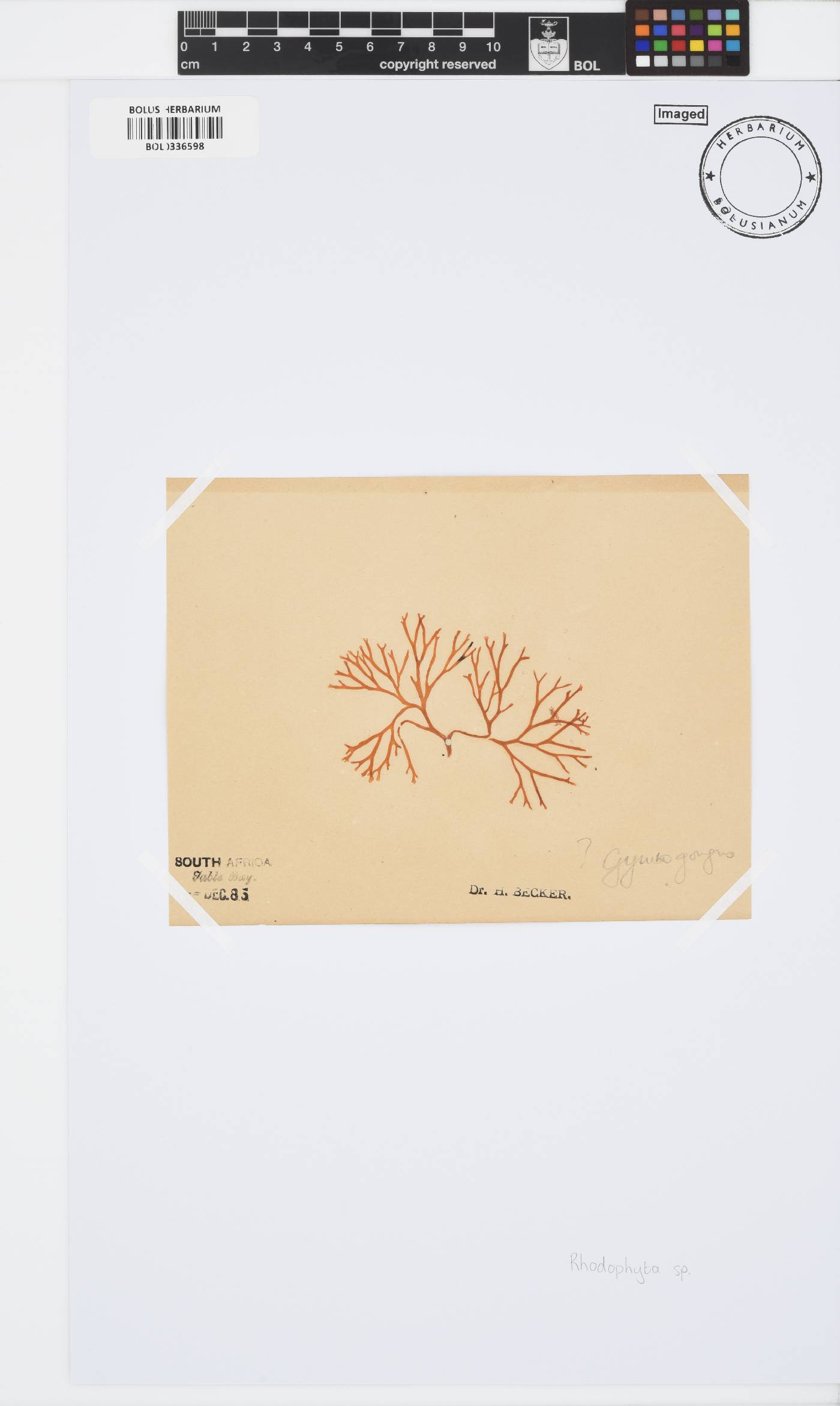 Rhodophyta incertae image