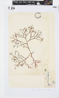 Gigartina pistillata image