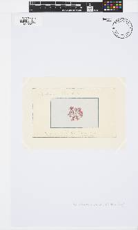 Pterothamnion plumula image
