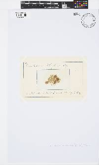 Compsothamnion thuioides image