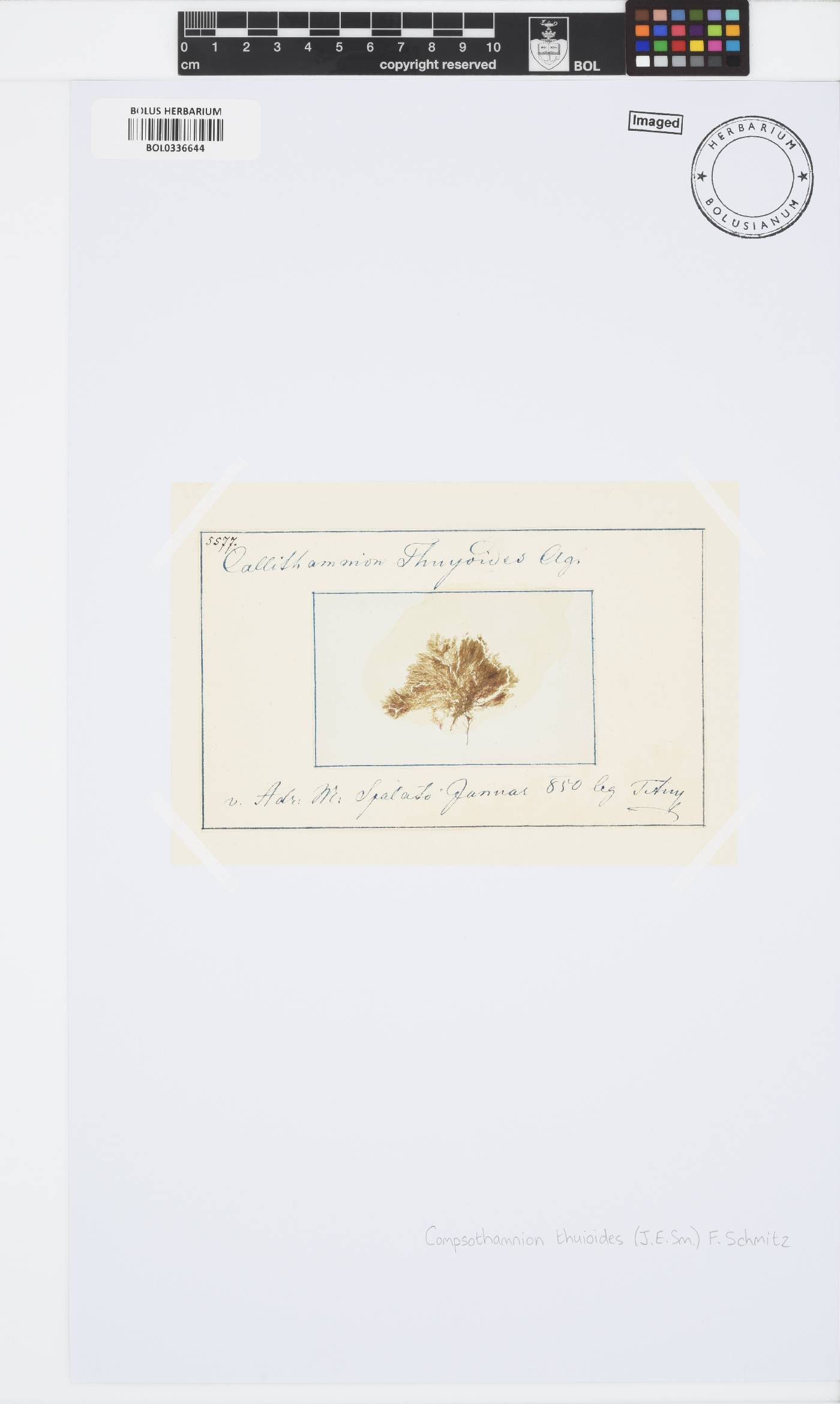Compsothamnion thuioides image