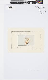 Ceramium ciliatum image