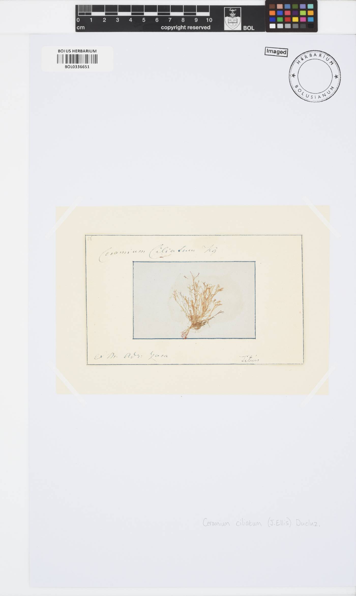 Ceramium ciliatum image