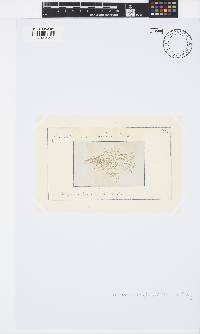 Ceramium deslongchampsii image