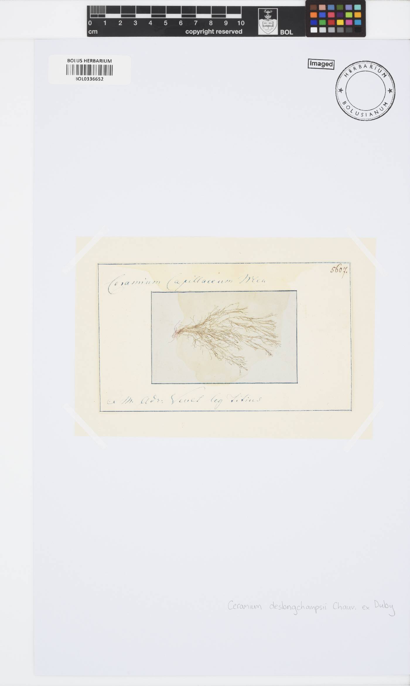 Ceramium deslongchampsii image