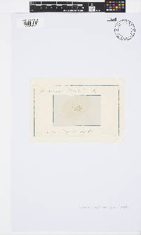 Ceramium diaphanum image