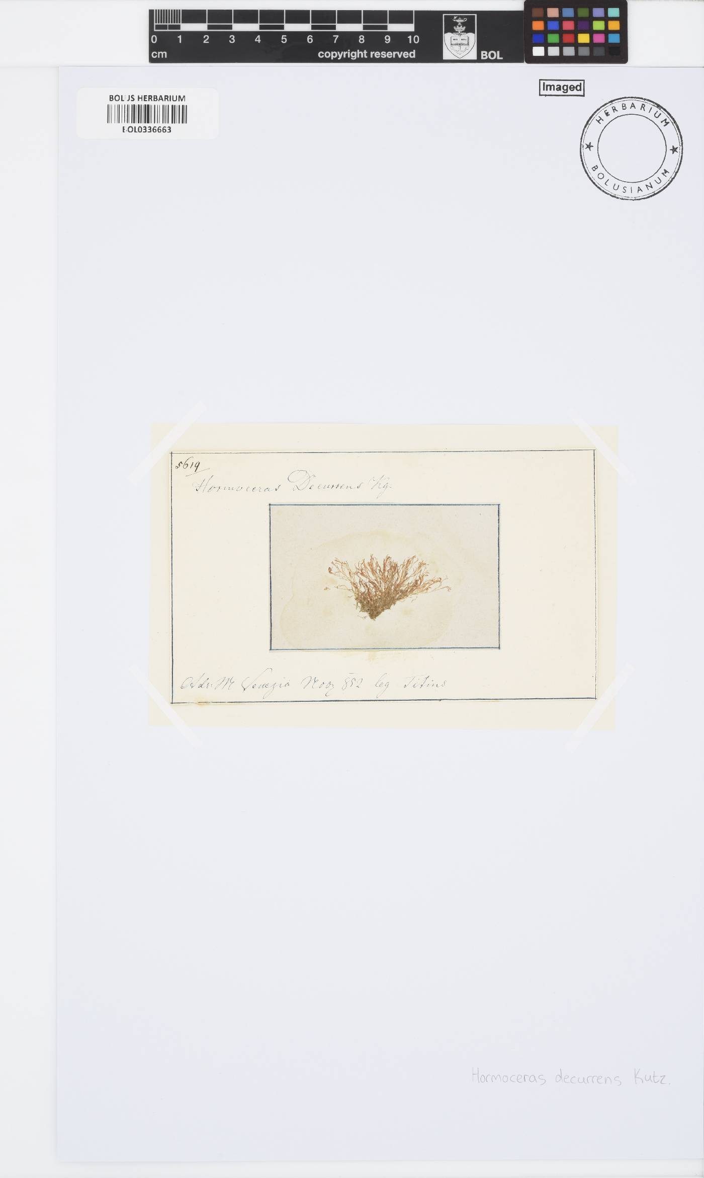 Ceramium circinatum image
