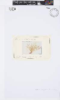 Ceramium deslongchampsii image