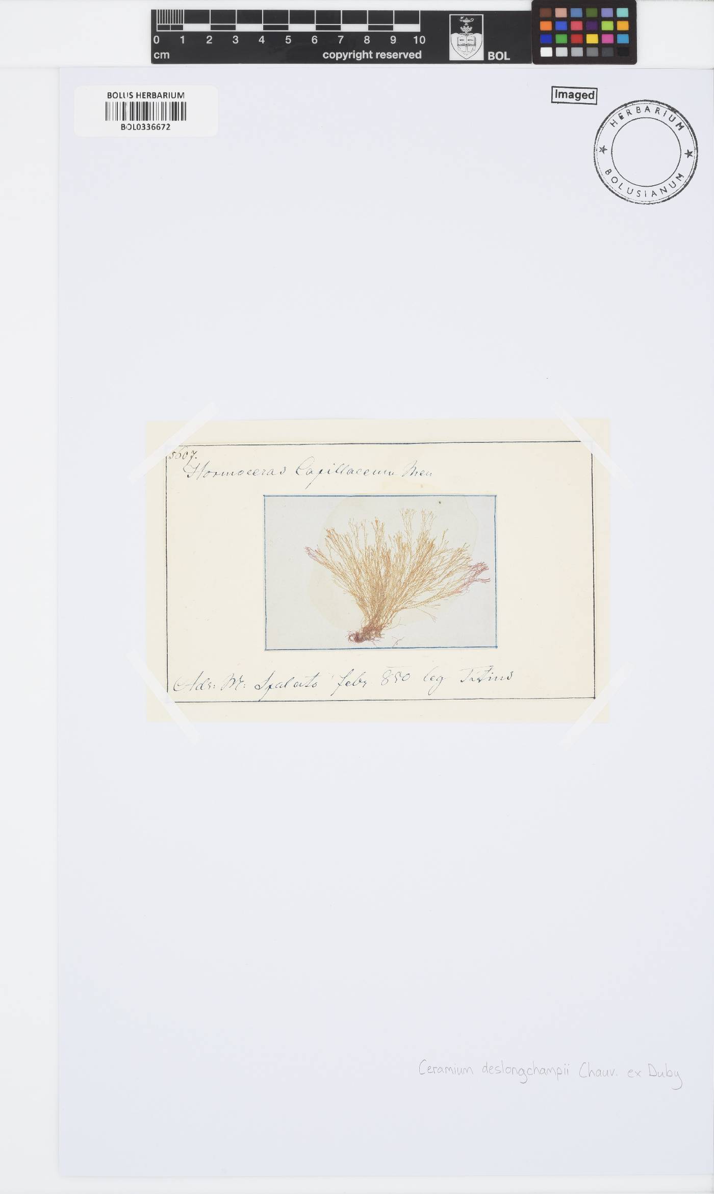 Ceramium deslongchampsii image