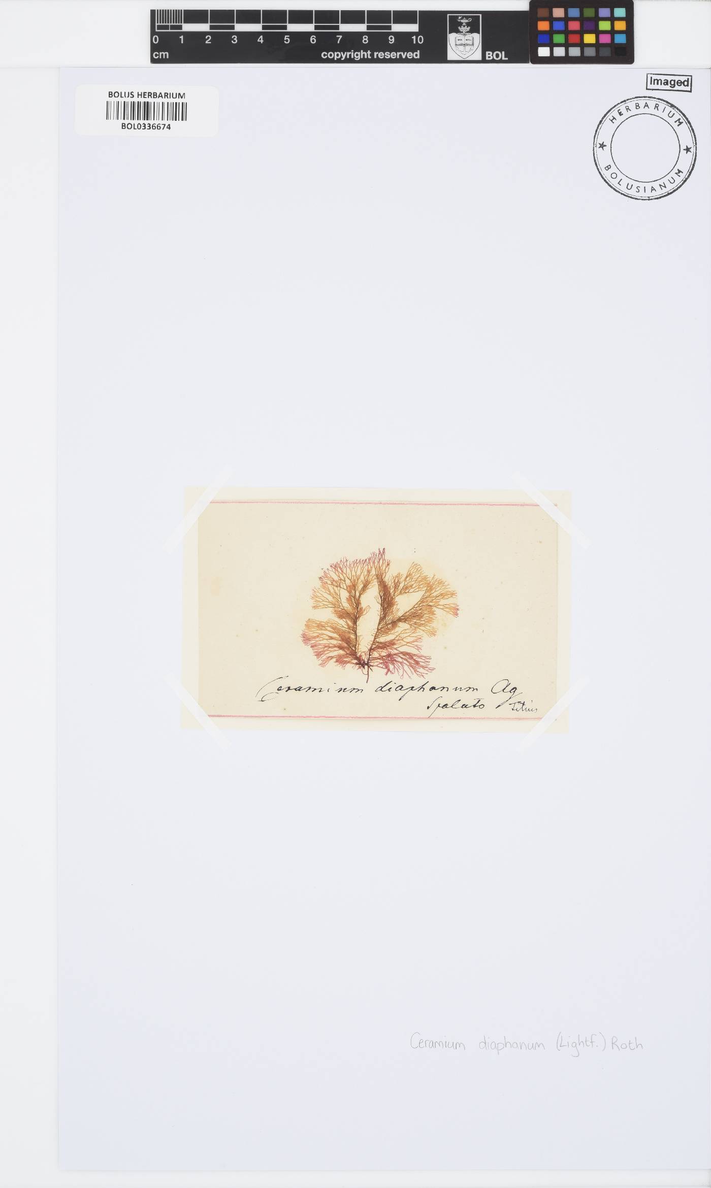 Ceramium diaphanum image