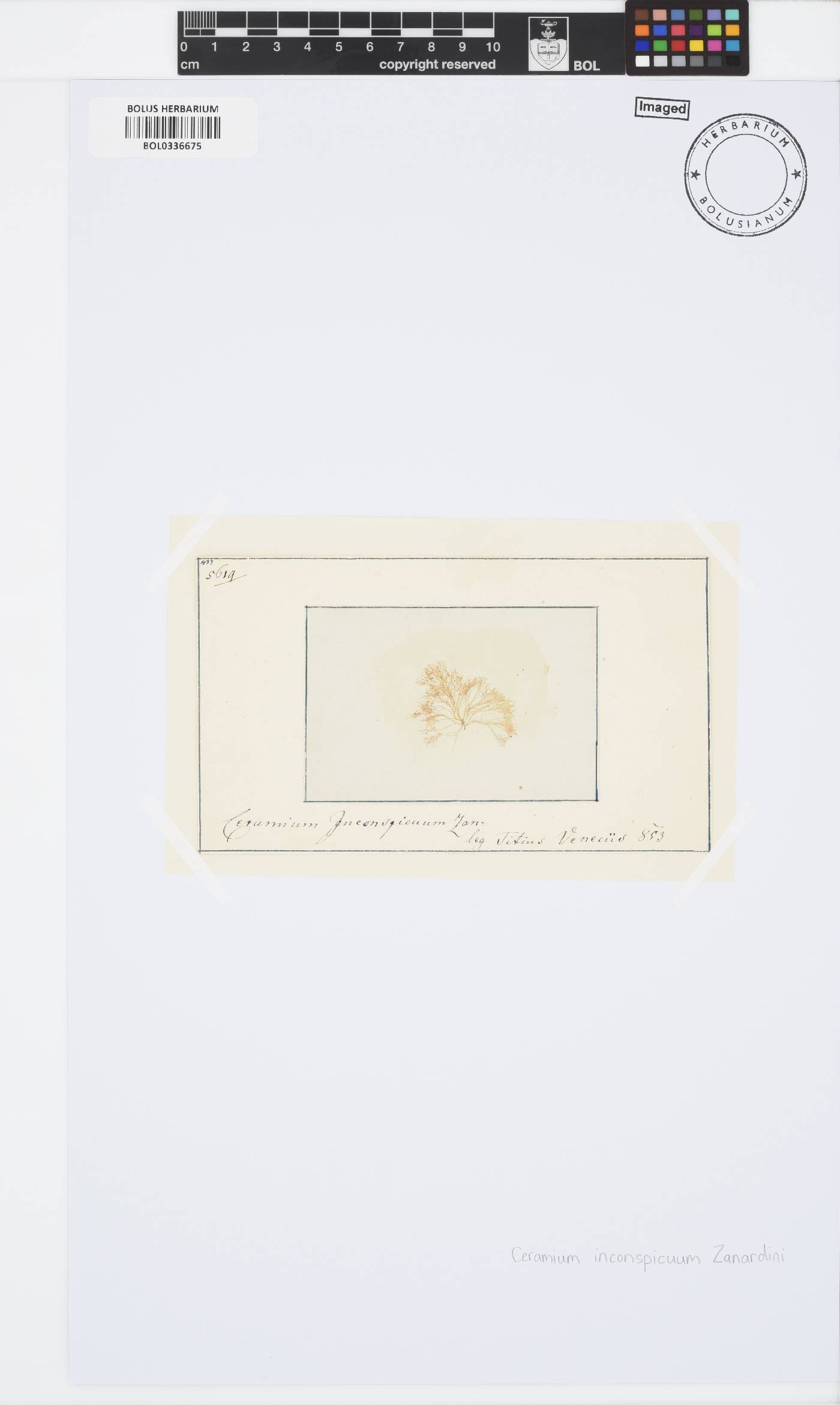 Ceramothamnion inconspicuum image