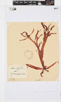 Gracilaria capensis image