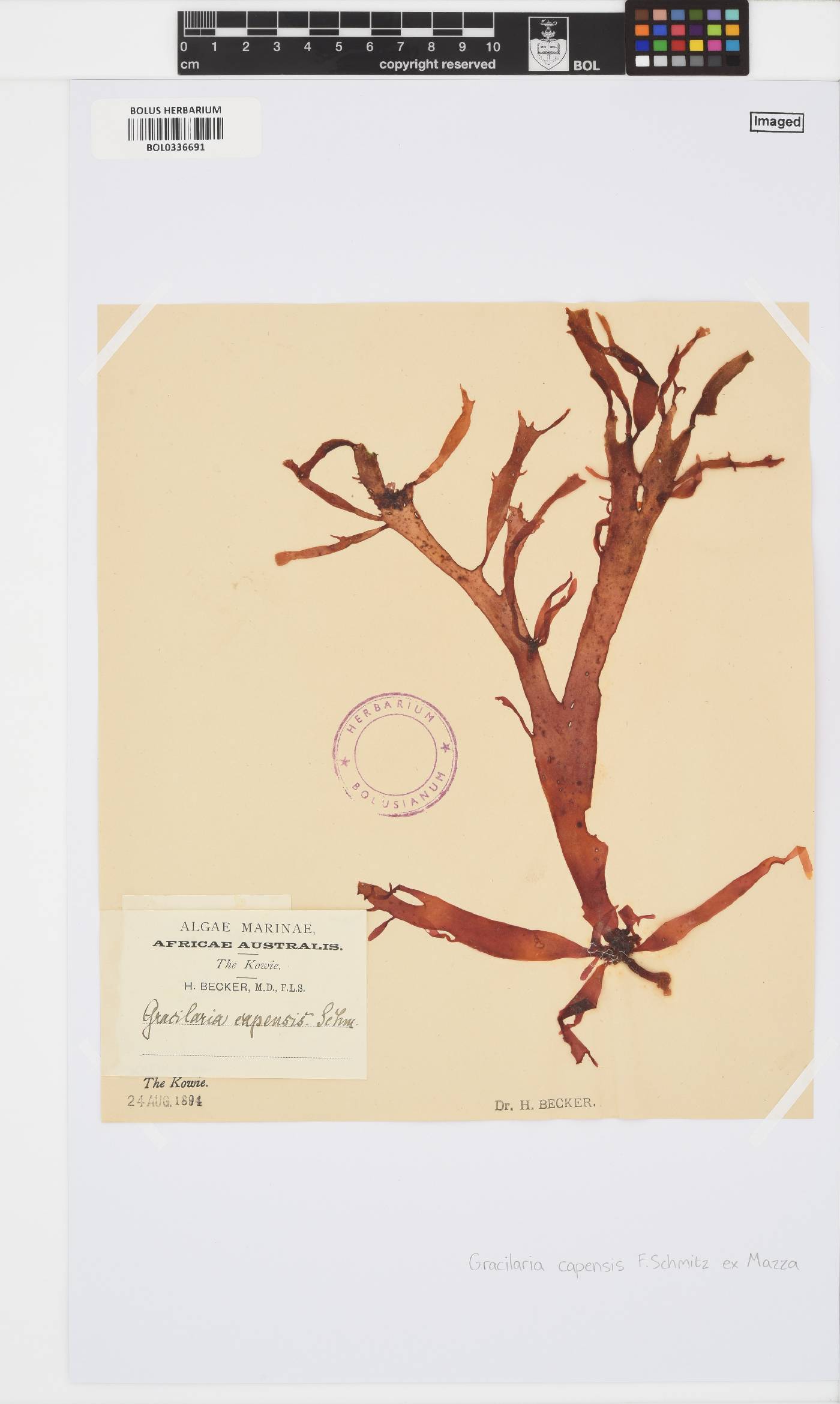 Gracilaria capensis image