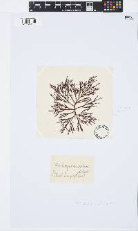 Phacelocarpus tortuosus image