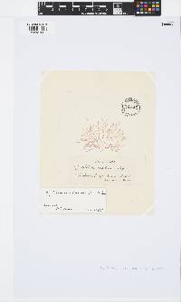 Griffithsia corallinoides image