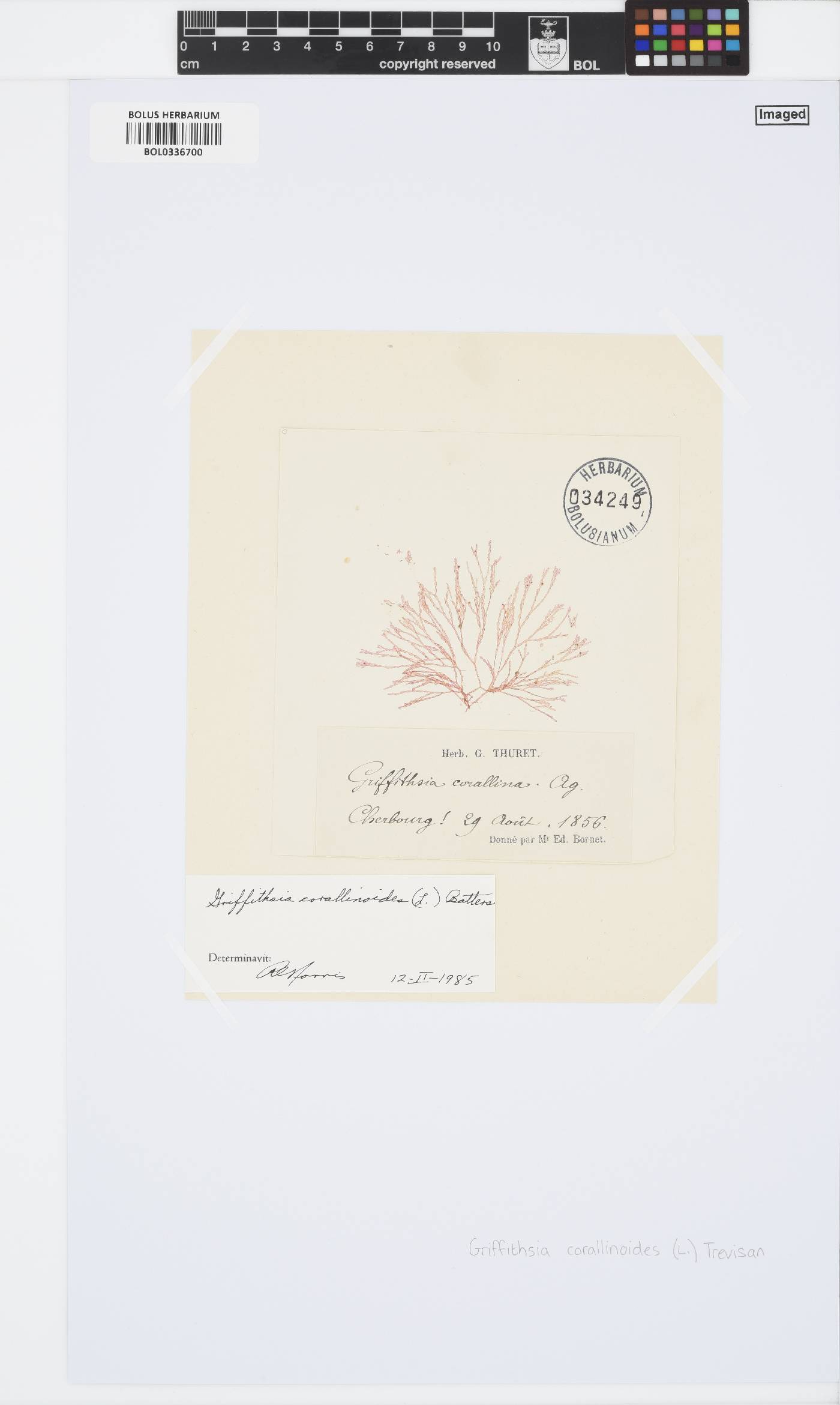Griffithsia corallinoides image
