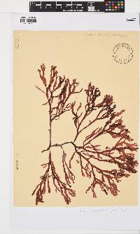 Gracilaria beckeri image