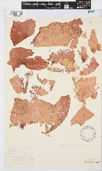 Pachymenia ulvoidea image