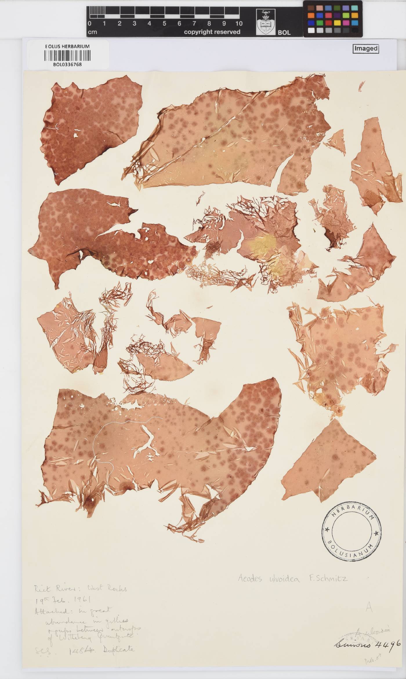 Pachymenia ulvoidea image